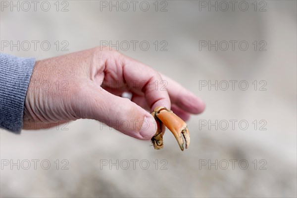 Hand with the gripping tool of a crab.