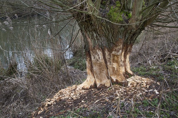 Thick tree trunk of pollard willow showing teeth marks and wood chips from gnawing by Eurasian beaver