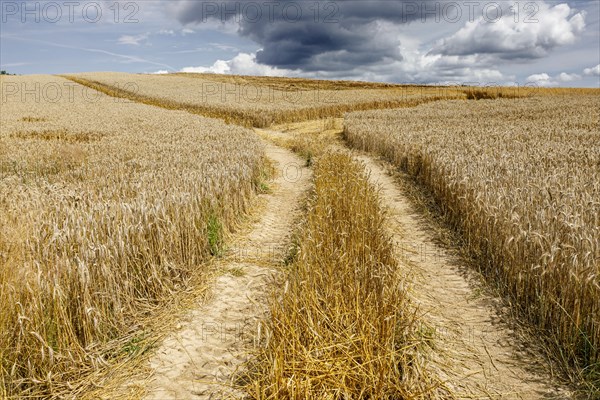 Rye field shortly in front of harvest and an approaching thunderstorm