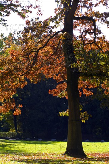 Red oak in Knoops Park