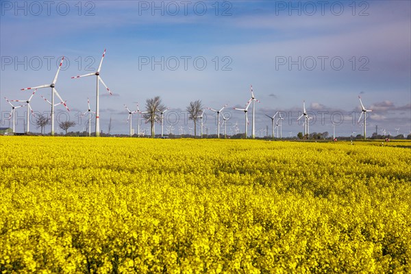 Rape field in full bloom in front of wind turbines near Buesum on the North Sea coast