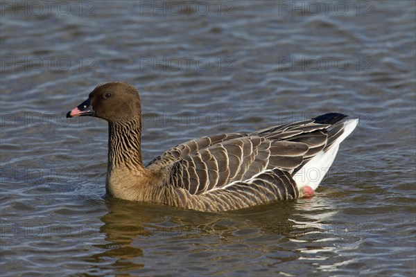 Pink-footed goose