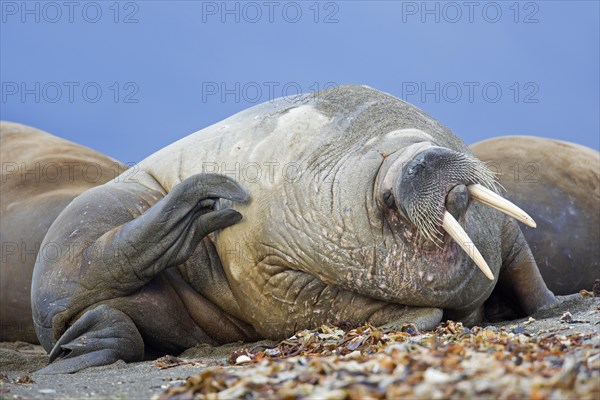 Male walrus