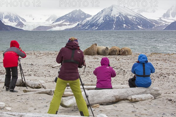 Eco-tourists watching and photographing walruses