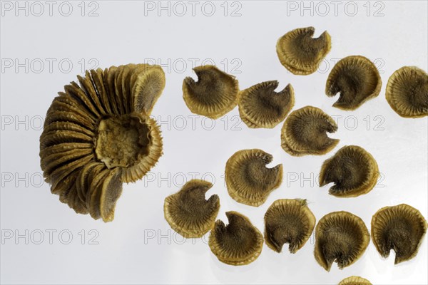 Seed stand of a hollyhock