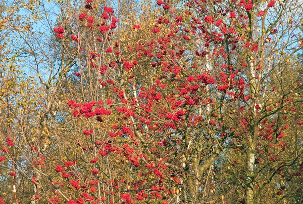 Mountain ash