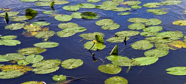 Yellow pond lily in a drainage ditch