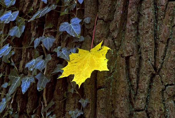 Maple leaf on a tree in autumn