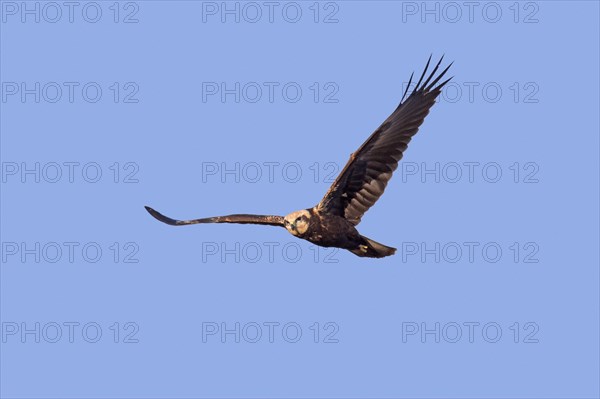 Eurasian marsh harrier