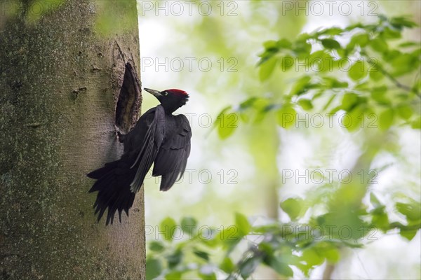 Black woodpecker