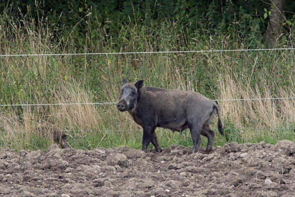 Wild boar