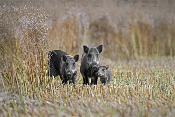 Wild boars