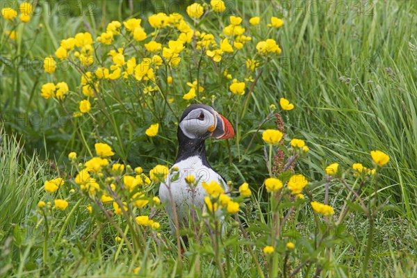 Atlantic puffin