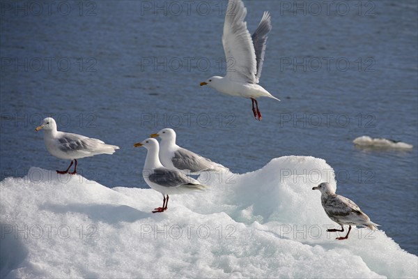 Glaucous gulls