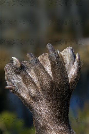 European beaver