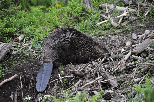 Eurasian beaver