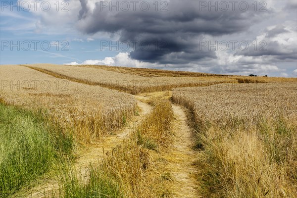 Rye field shortly in front of harvest and an approaching thunderstorm