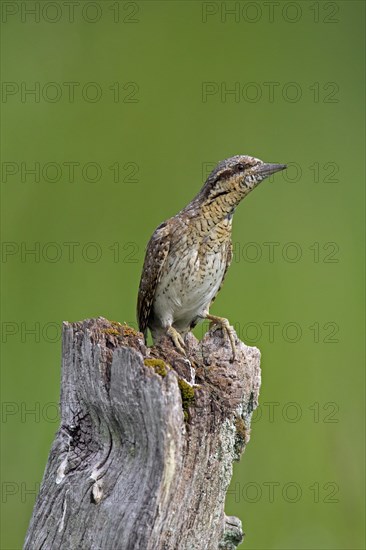 Eurasian wryneck