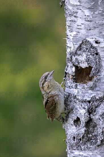 Eurasian wryneck