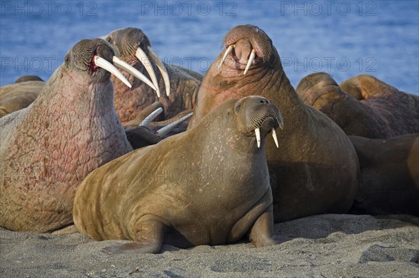 Walruses