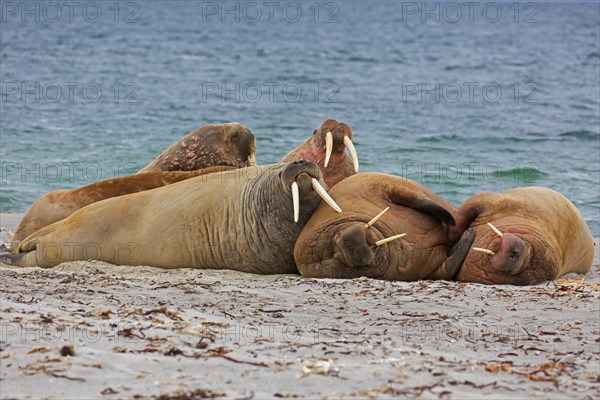 Group of walruses