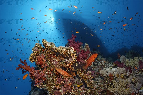 Coral reef with many different corals