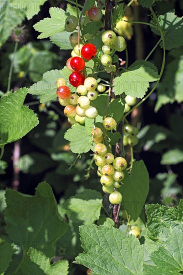 Redcurrants