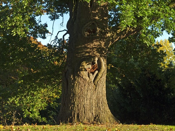 Oak tree