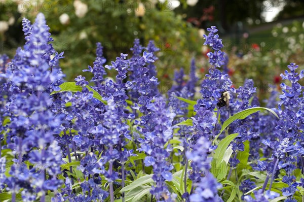 Lavanda