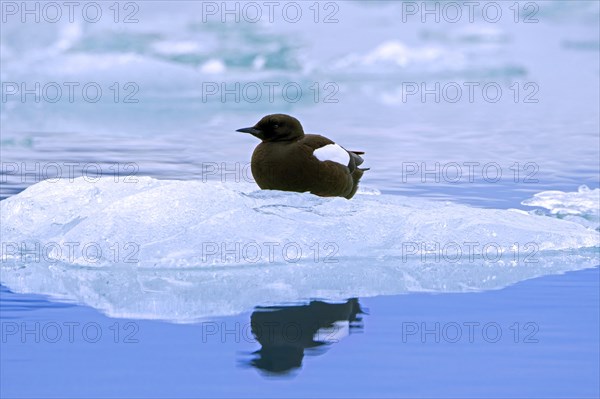 Black guillemot