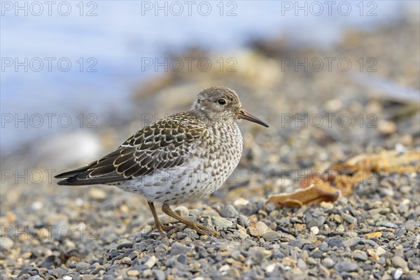 Purple sandpiper