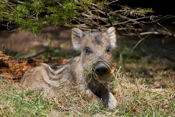 Wild boar