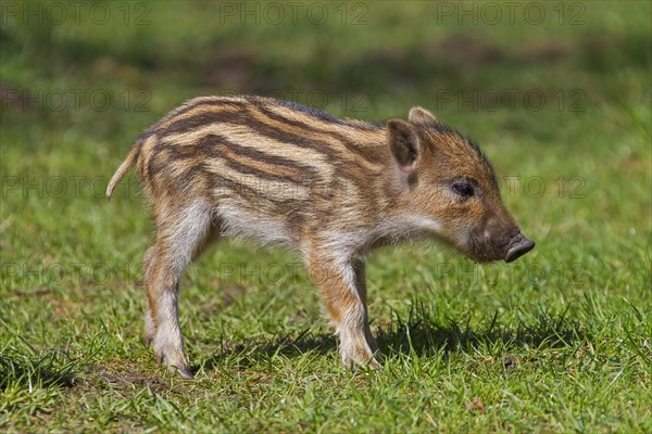 Wild boar