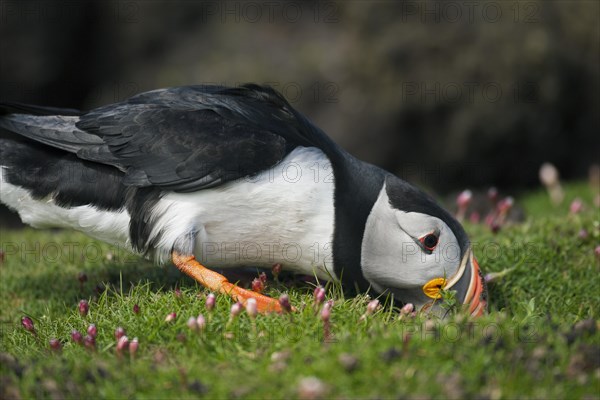 Atlantic puffin