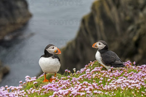 Two Atlantic puffins