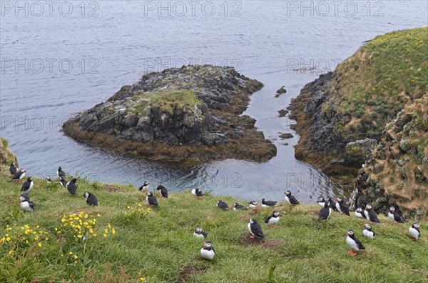 Atlantic puffins