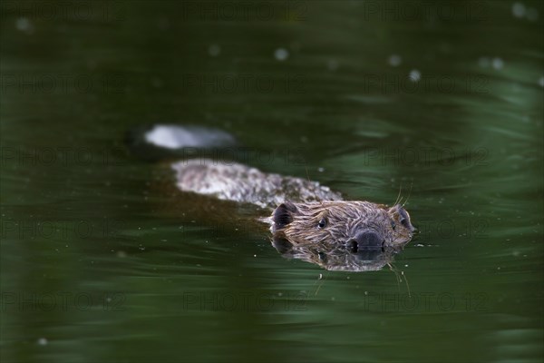 Eurasian beaver