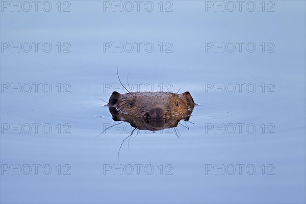 Close up of Eurasian beaver