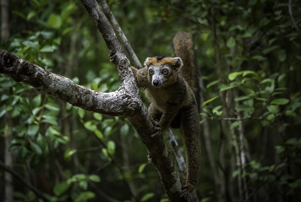 A male crowned lemur