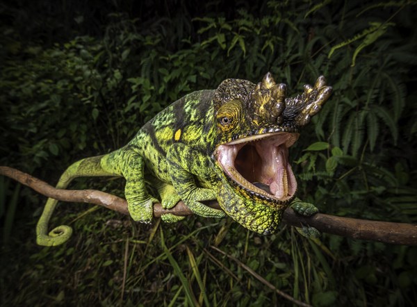 A male parson chameleon