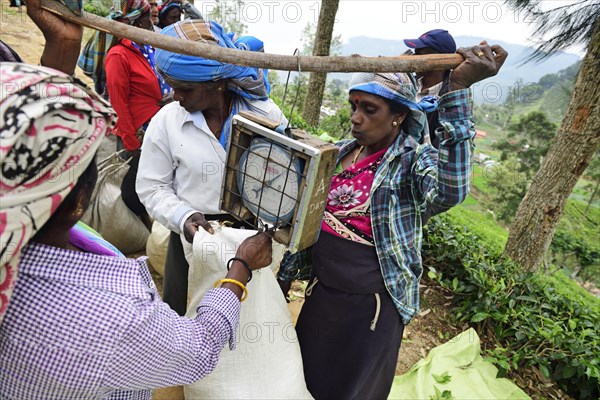 Tea pickers weighing tea at the collection point