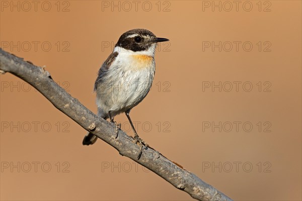 Canary islands stonechat