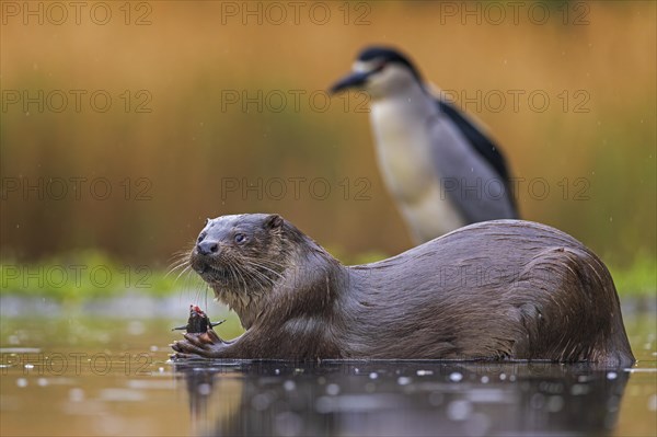 European otter