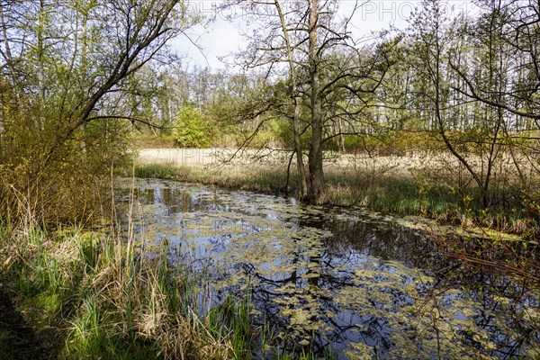 Landscape conservation area at Lake Schwerin