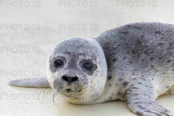 Orphaned common seal