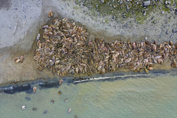 Aerial view over herd of walruses