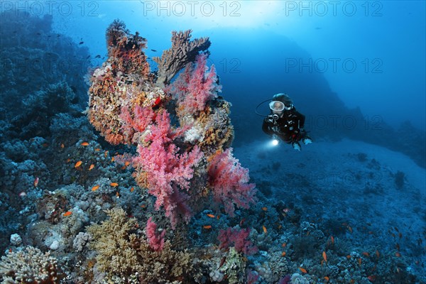 Diver looking at coral block on coral reef