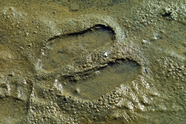 Footprint in the silt