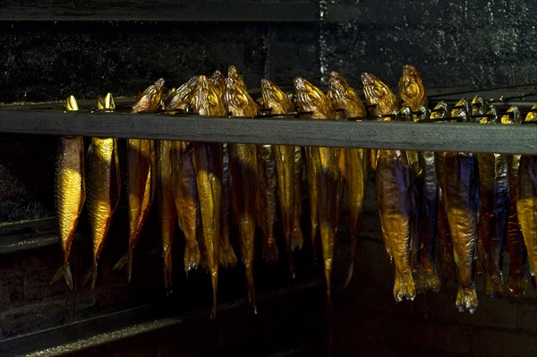 Mackerel in the smoker