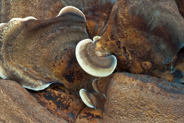 Colony of tree fungi Herber Knaeuling